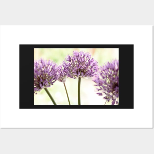 Allium &#39;Powder Puff&#39; AGM Ornamental onion Edit Wall Art by chrisburrows